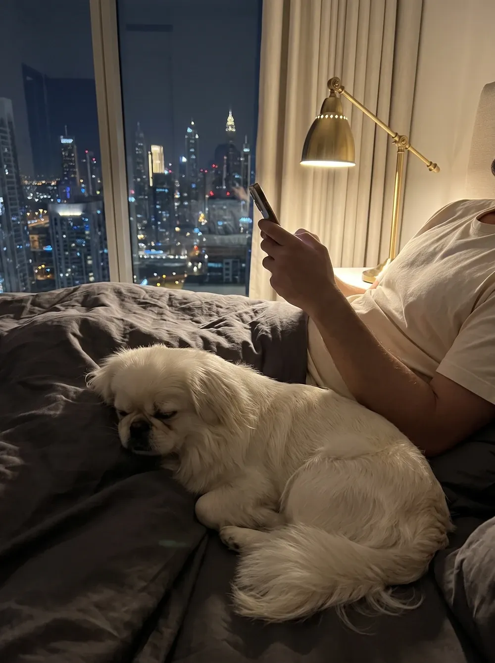 Pekingese in Dubai, a white adult asleep against a pet parent's leg in bed at night, the skyline behind