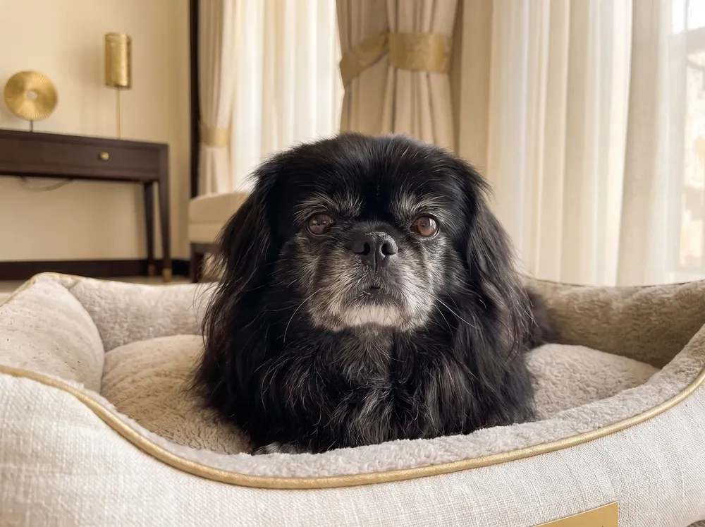 Pekingese, an older black dog with a greying muzzle resting on a soft bed, eyes bright