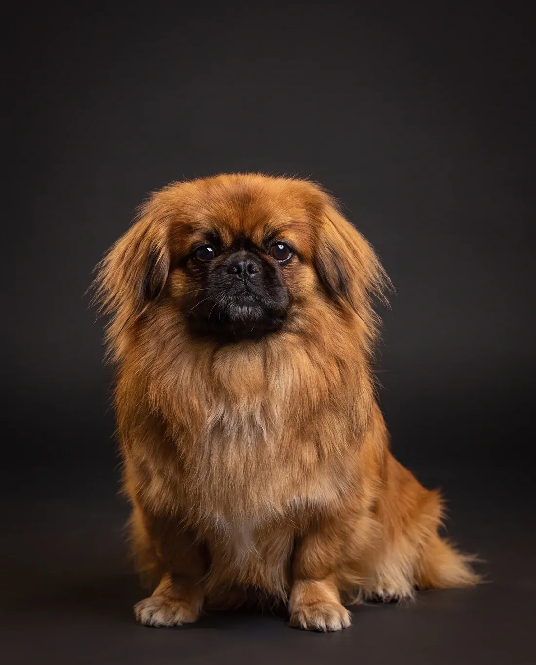 Pekingese in Dubai, studio portrait of a calm red adult with a black mask, sitting