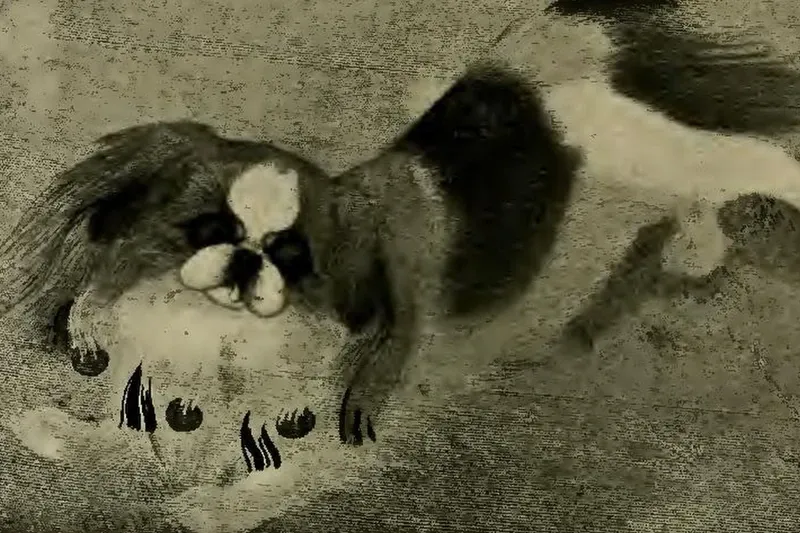 Pekingese history, a black and white Chinese lap dog painted by Shen Cheng, China, around 1700