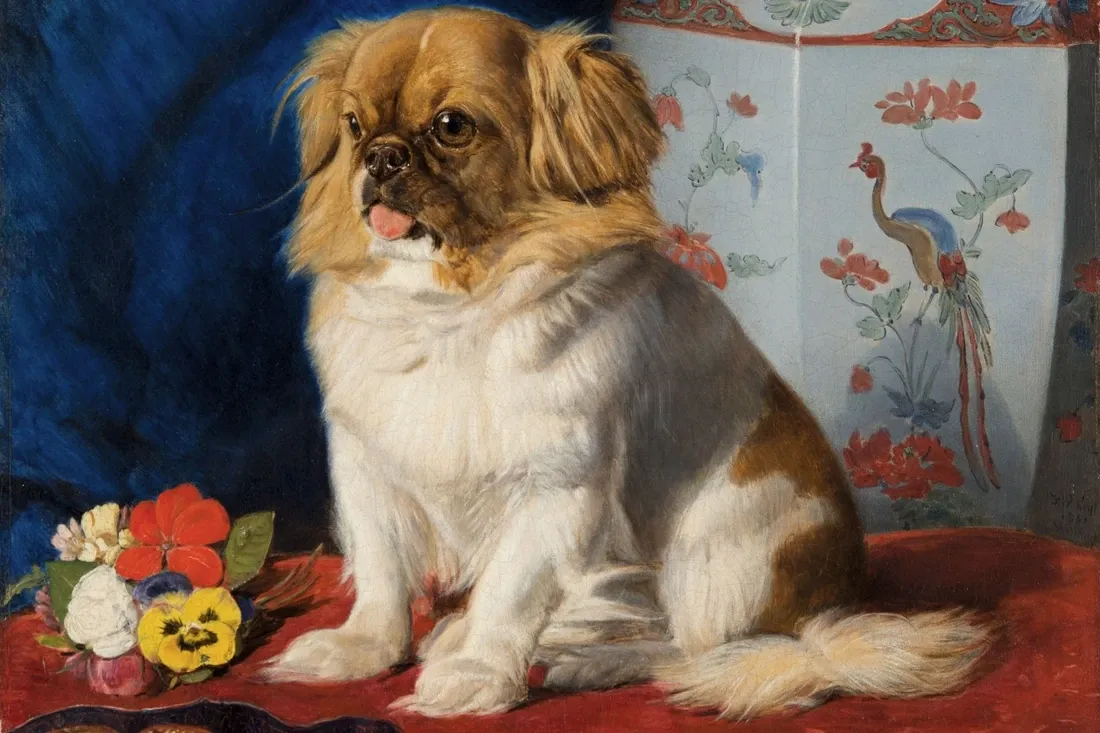 Pekingese history, Looty, Queen Victoria's dog, painted beside a Chinese vase, Britain, 1861