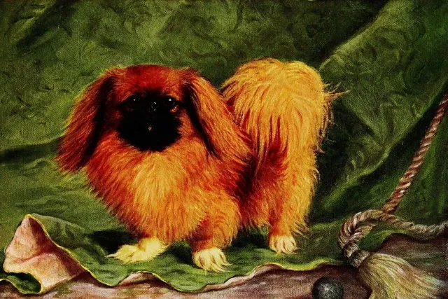 Pekingese history, a red show dog in full coat on a draped green cloth, Britain, 1907