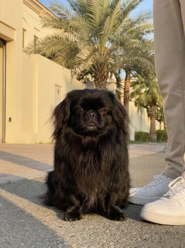 Pekingese in Dubai, a black adult sitting on a shaded villa pavement at dawn beside their person's feet