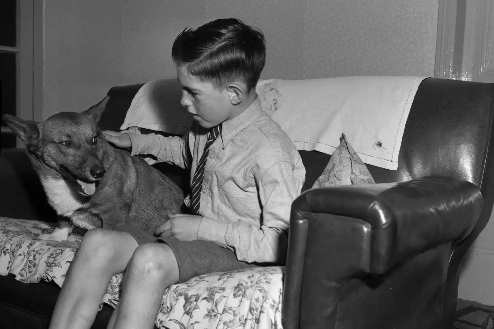 Pembroke Welsh Corgi history, a young breeder on a sofa with one of the dogs, St Martin's, Wales, 1956
