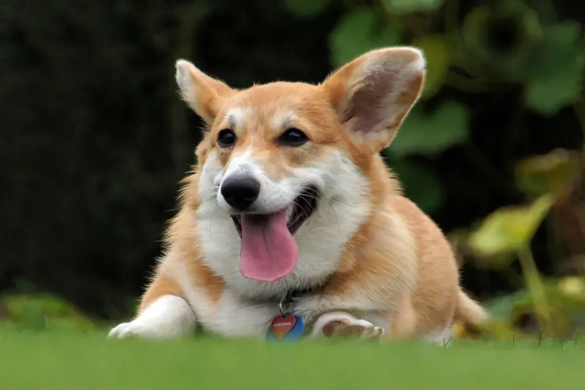 Pembroke Welsh Corgi history, a red and white adult lying on a lawn with mouth open, 2013