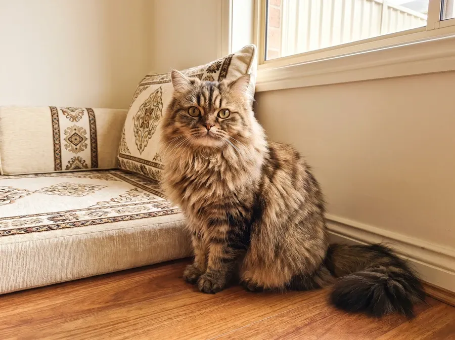 Persian, a brown tabby doll face cat sitting on a timber floor by a floor cushion