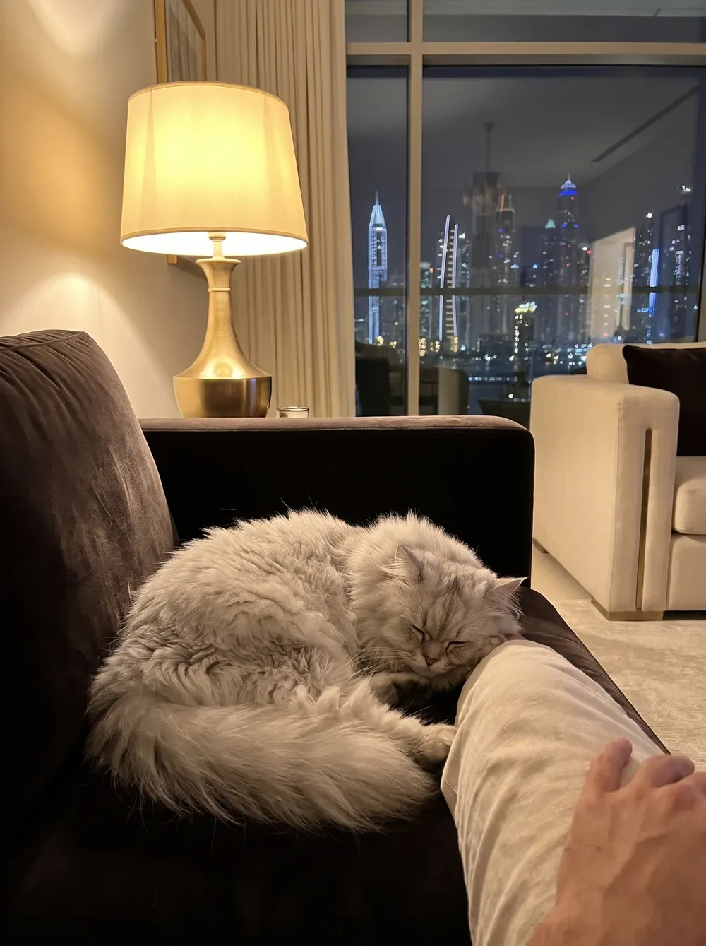 Persian in Dubai, a silver chinchilla cat asleep on a dark sofa at night, the lit skyline behind