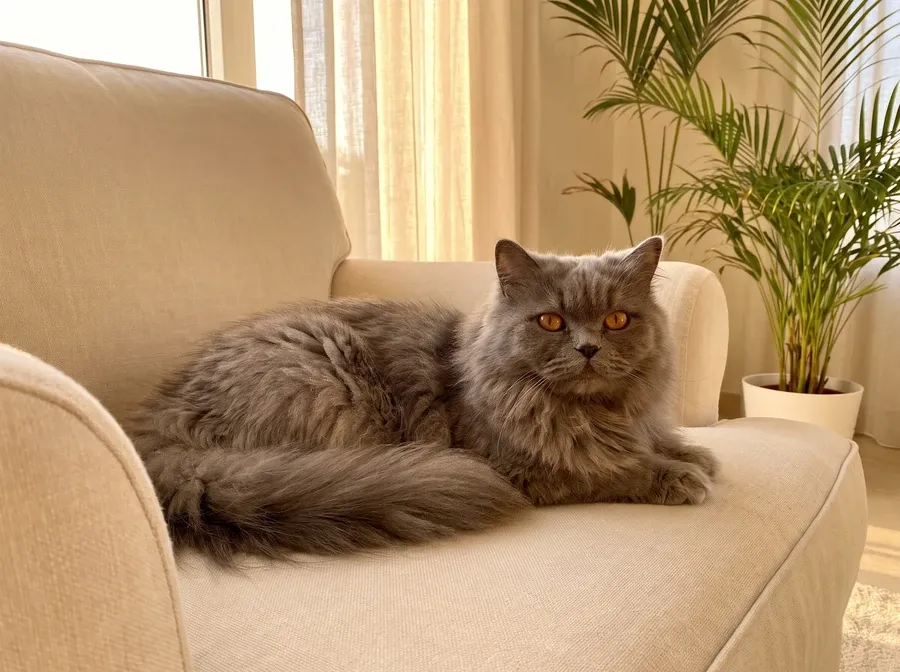 Persian, an older blue cat resting on a cream linen armchair, eyes bright