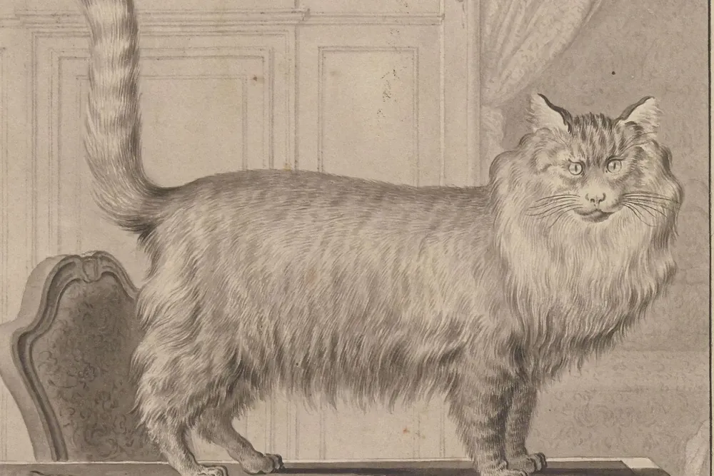 Persian history, a long-haired cat drawn standing on a table, France, 1755