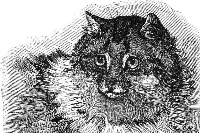 Persian history, an engraving of a long-haired cat shown at the Crystal Palace cat show, London, 1886