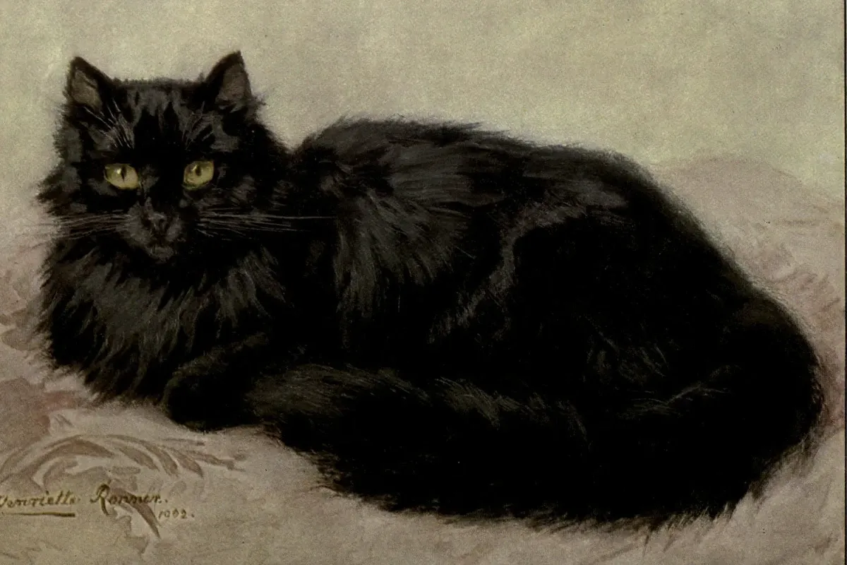 Persian history, a black long-haired cat lying on a cushion, painted by Henriette Ronner, 1902