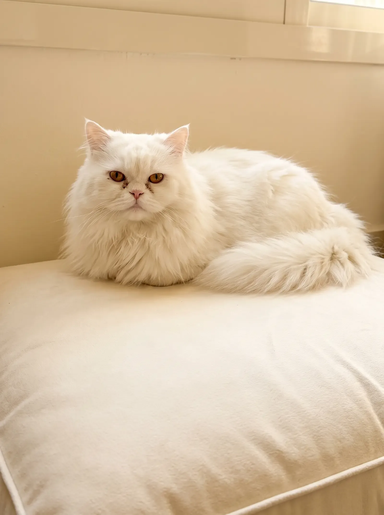 Persian, a white cat with faint tear marks resting on a cream floor cushion