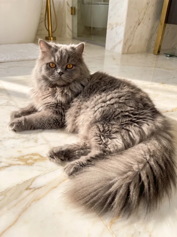 Persian, a blue cat stretched out on cool marble bathroom tiles