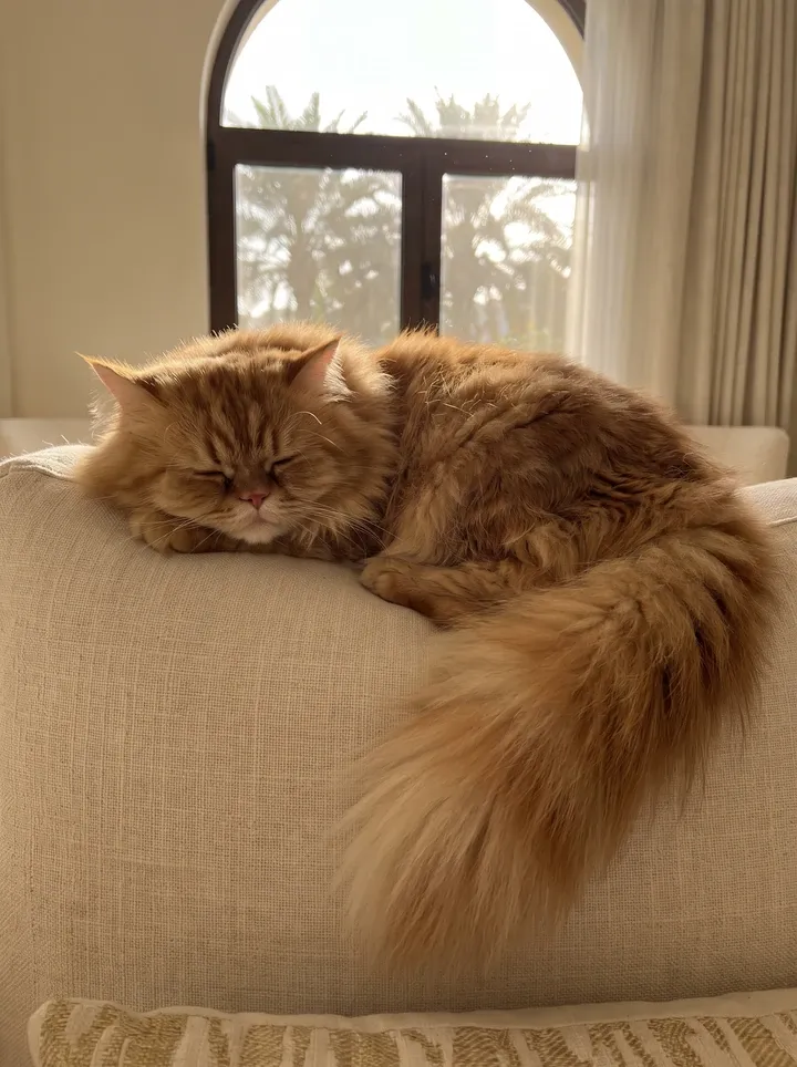 Persian in Dubai, a red tabby cat asleep on a sofa, palms through an arched window