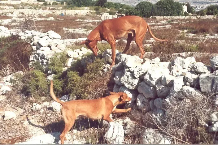 Pharaoh Hound history, two hounds hunting rabbits along a rubble stone wall, a photograph, Malta, 2000