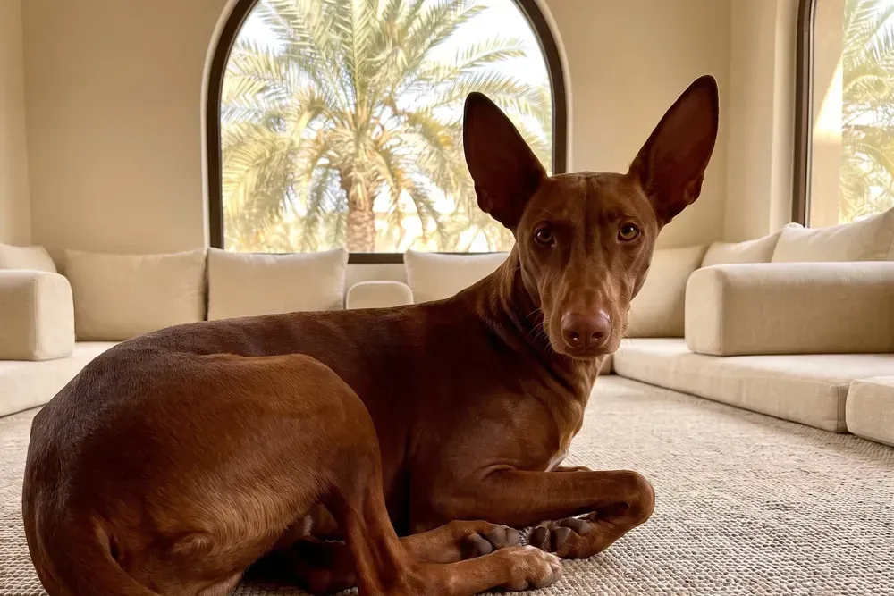 Pharaoh Hound history, a deep chestnut adult lying on a rug in a majlis, palms through the window