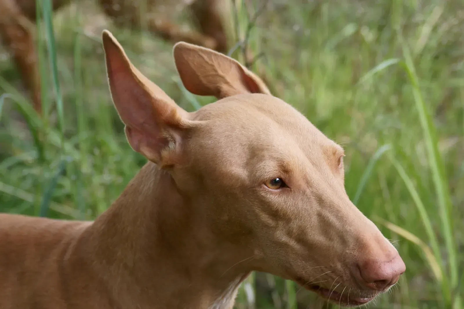 Pharaoh Hound history, the head of a tan hound with tall upright ears among long grass, Finland, 2009
