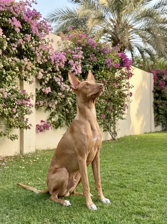 Pharaoh Hound in Dubai, a tan adult sitting on a villa lawn, looking up at a garden wall of bougainvillea