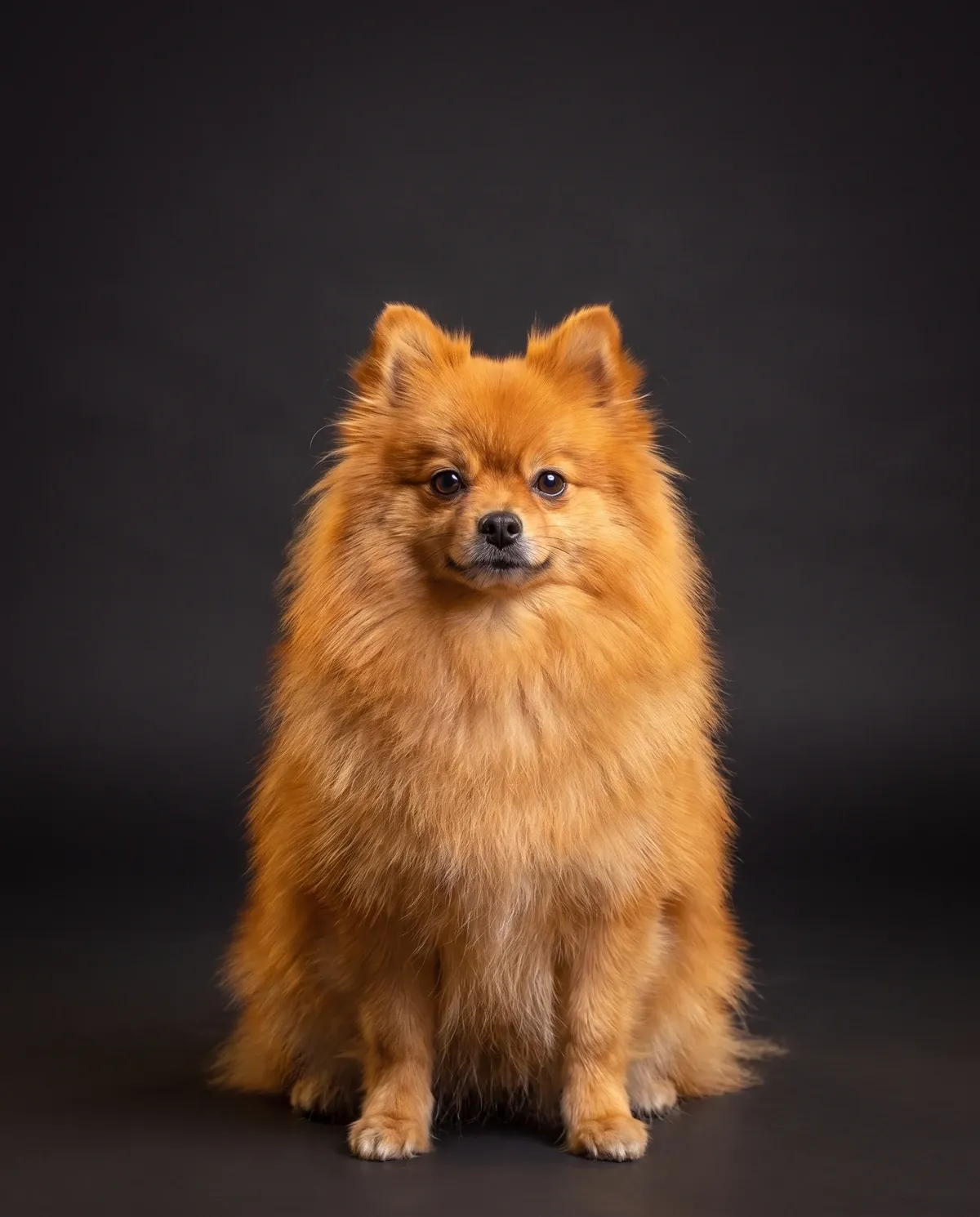 Pomeranian in Dubai, studio portrait of an orange adult with a thick ruff against a dark background