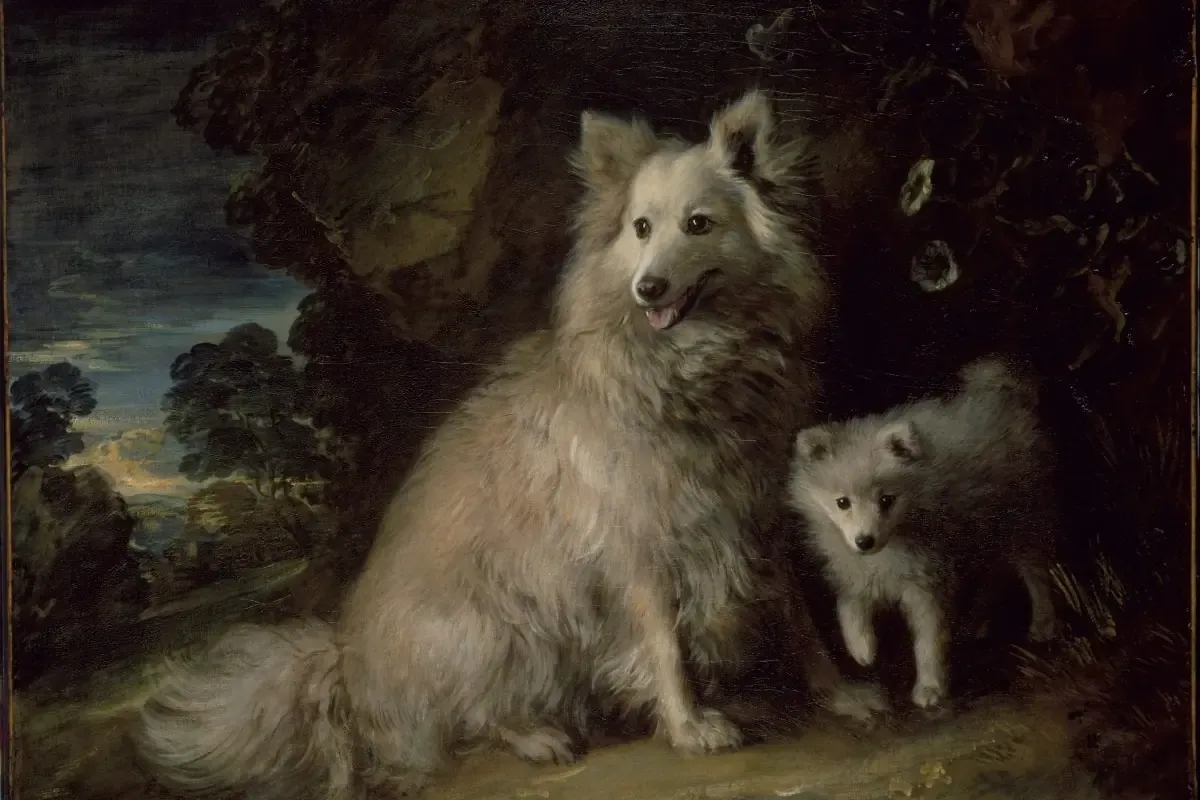 Pomeranian history, Pomeranian Bitch and Puppy, a white spitz and pup by Thomas Gainsborough, around 1777