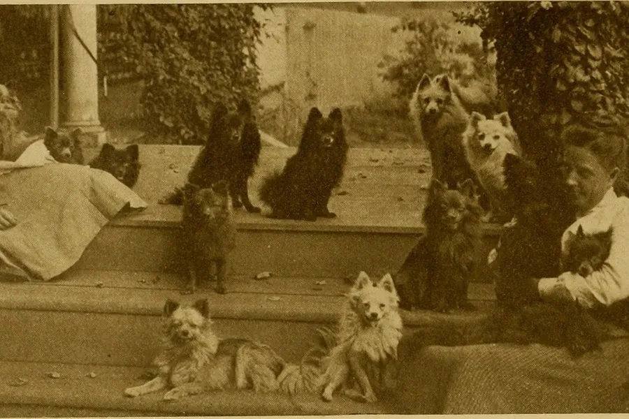Pomeranian history, two women on porch steps with many small dogs, Swiss Mountain Kennel, Pennsylvania, 1906