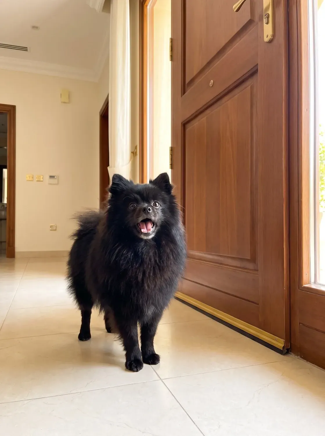 Pomeranian, a black adult barking by an open front door on a marble floor