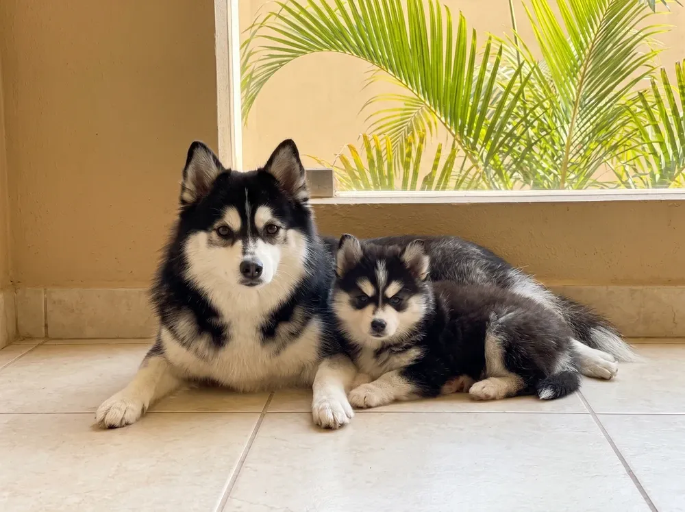 Pomsky, a black and white mother lying on cool tiles with a puppy, palm fronds beyond the window