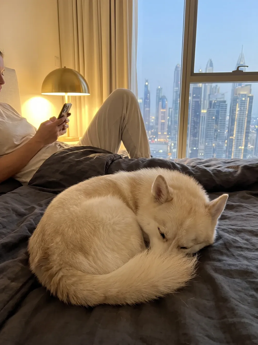 Pomsky in Dubai, a cream adult asleep on a dark duvet as a pet parent checks a phone at night, towers beyond