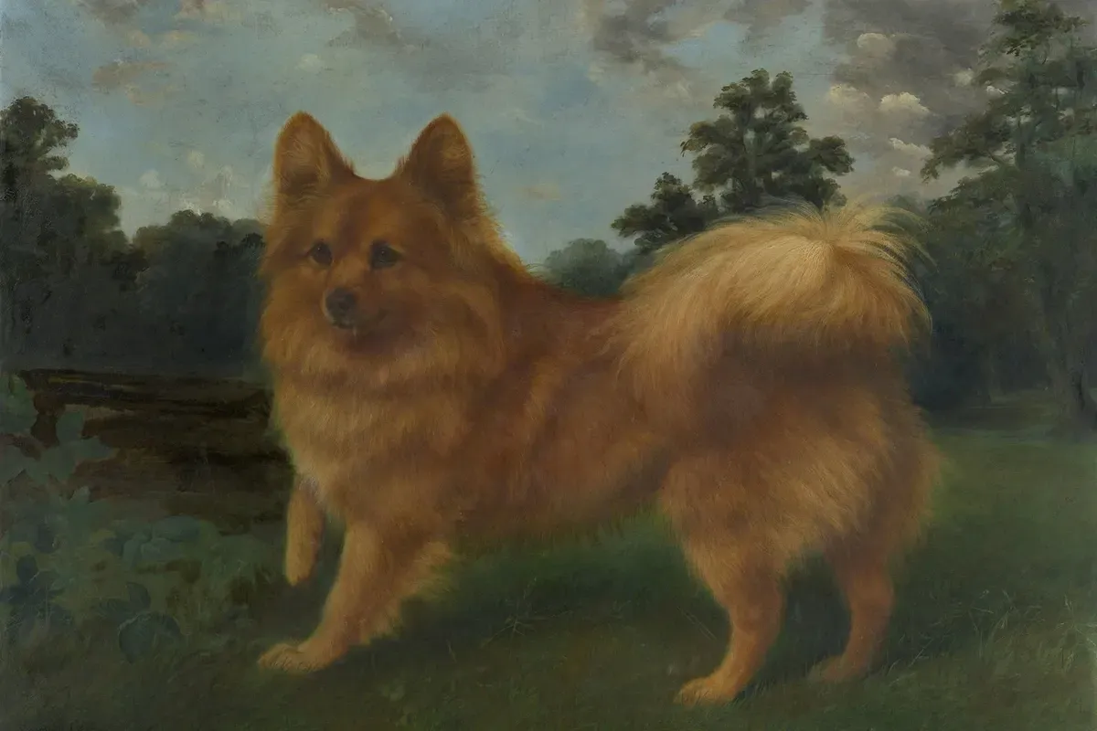 Pomsky history, Marco, Queen Victoria's small orange Pomeranian, in a painting by Reuben Cole, 1890
