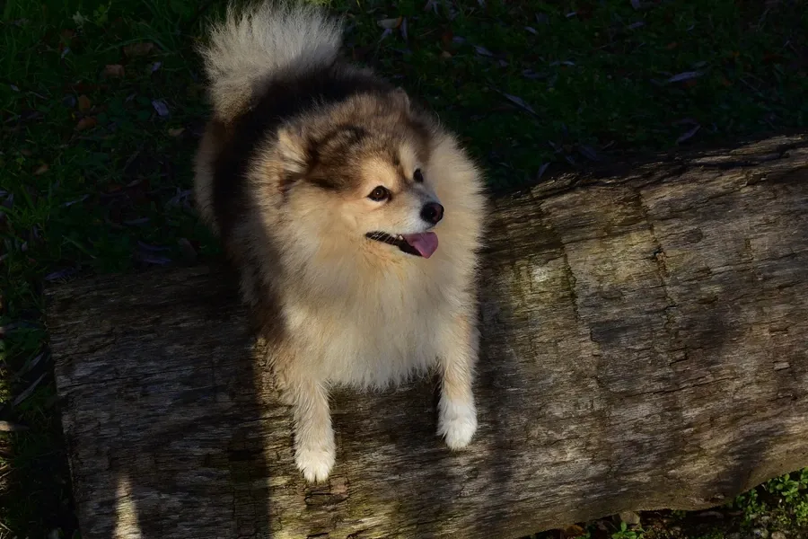 Pomsky history, a fluffy black, white and tan dog standing on a fallen log, Gentbrugge, Belgium, 2019