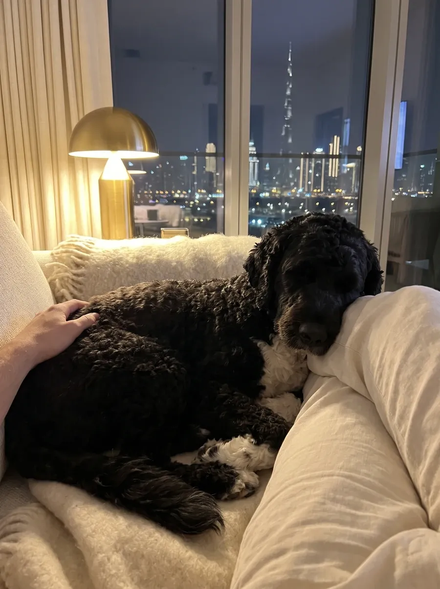 Portuguese Water Dog in Dubai, a black and white adult asleep on a sofa by a pet parent's knee at night, the skyline behind