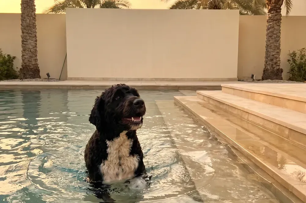 Portuguese Water Dog history, a black adult with a white chest wading in a villa pool, date palms behind