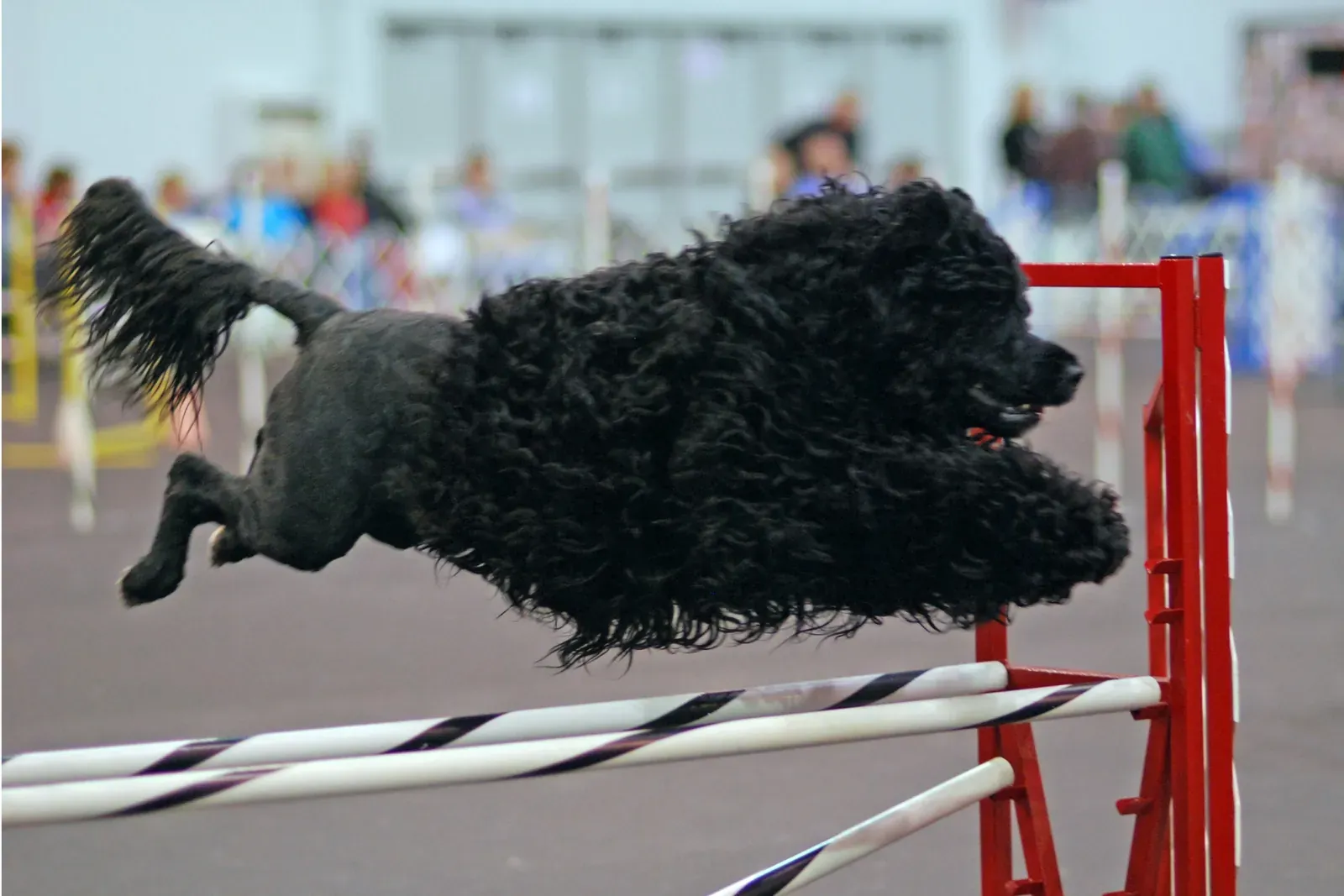 Portuguese Water Dog history, a black adult jumping a bar in agility, Rose City Classic, Portland, Oregon, 2007