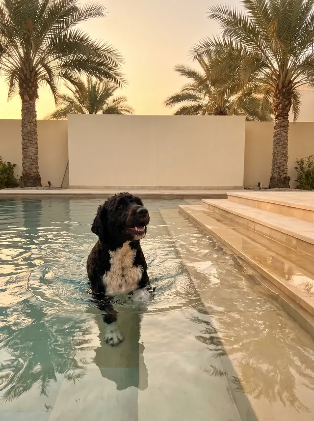 Portuguese Water Dog in Dubai, a black adult with a white chest wading in a villa pool, date palms behind