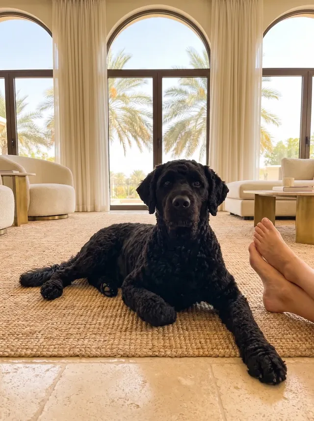 Portuguese Water Dog in Dubai, a black adult lying on a jute rug by a pet parent's feet, palms through arched windows