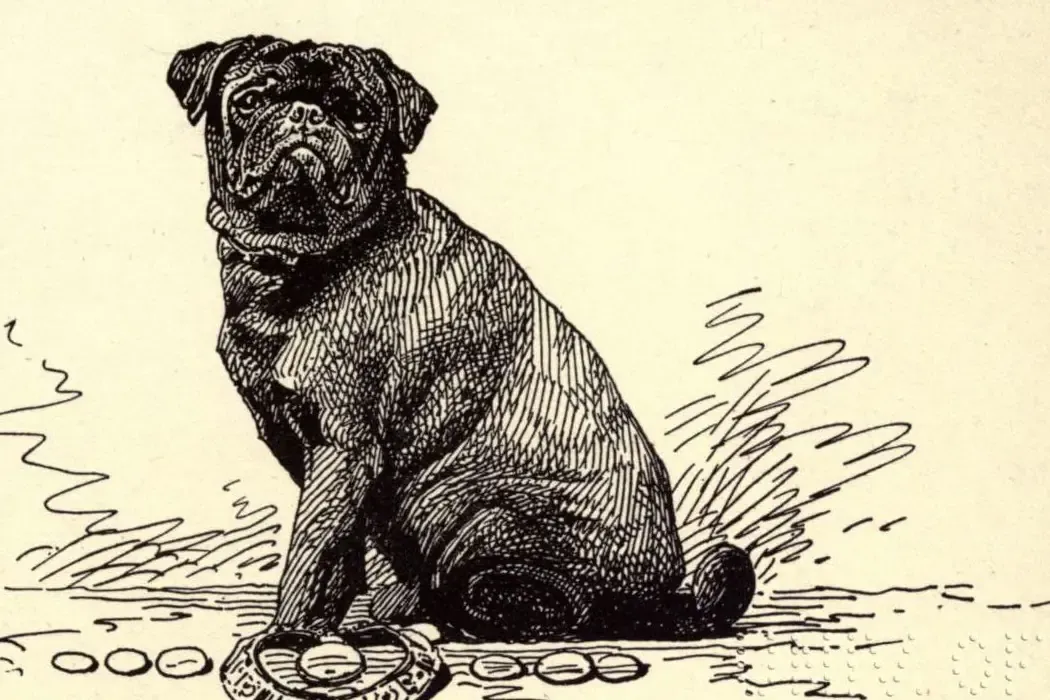 Pug history, an ink drawing of Ch. Premier Duke Beira, a black show champion, by prize medals, 1900