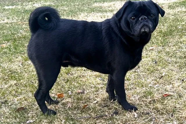 Pug history, a black dog with a longer muzzle and longer legs standing on grass, 2025