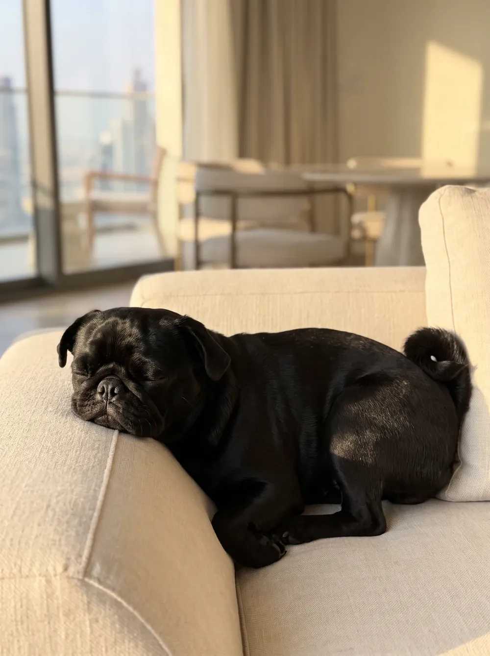 Pug, a black adult asleep on a cream sofa, chin resting on the arm