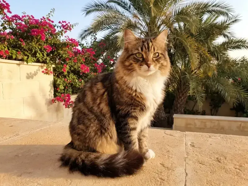 Ragamuffin in Dubai, a brown tabby and white adult sitting on a stone terrace, bougainvillea and a date palm behind