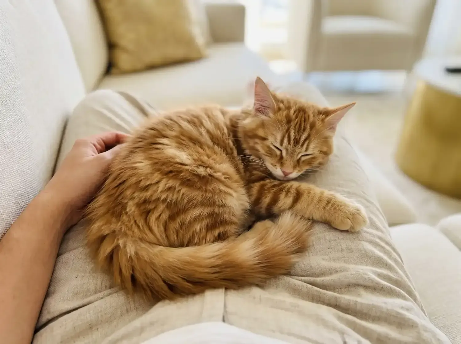 Ragamuffin, a red tabby kitten asleep in a pet parent's lap on a linen sofa