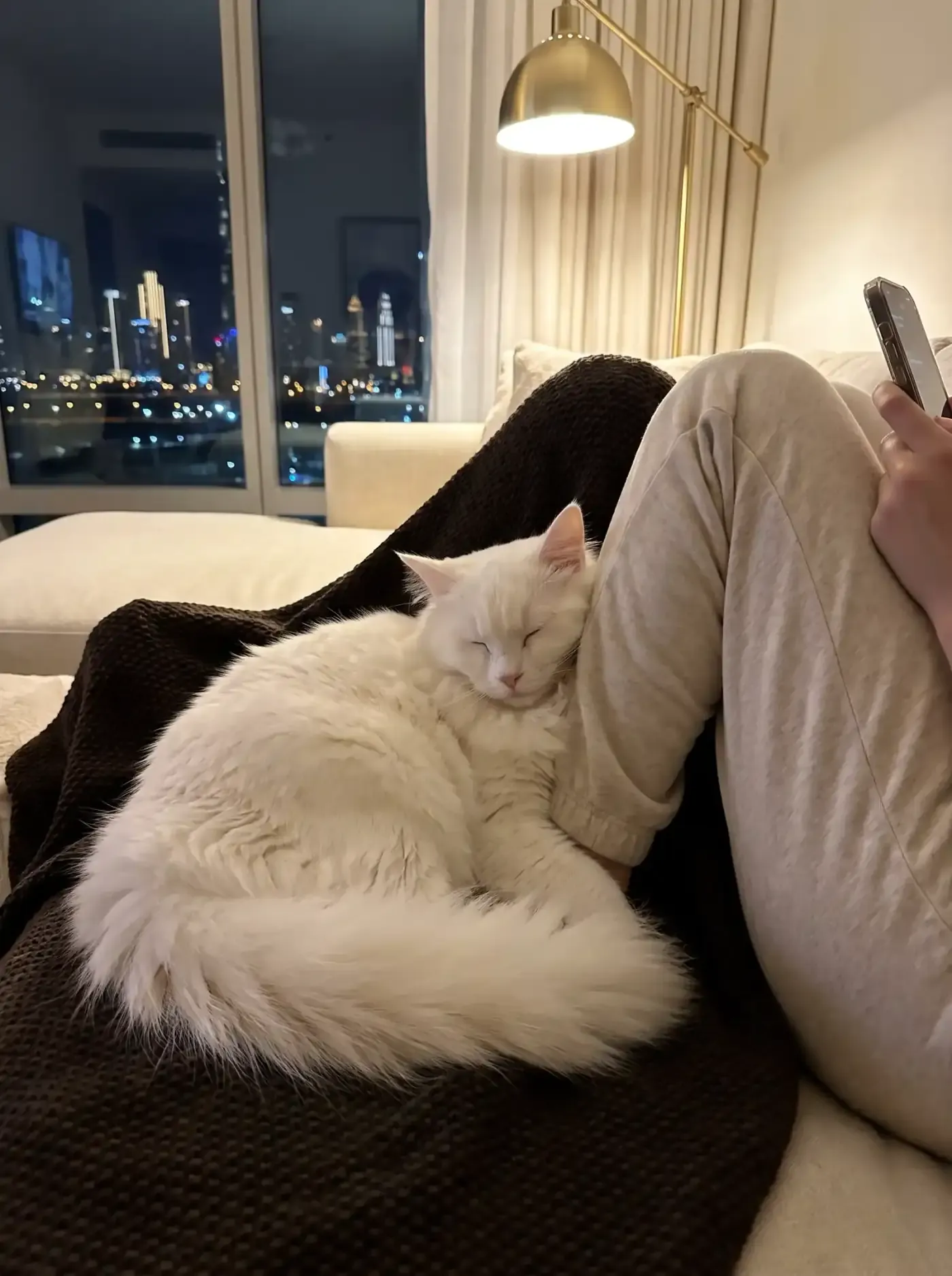 Ragamuffin in Dubai, a white cat asleep against a knee on a dark sofa at night, the skyline behind