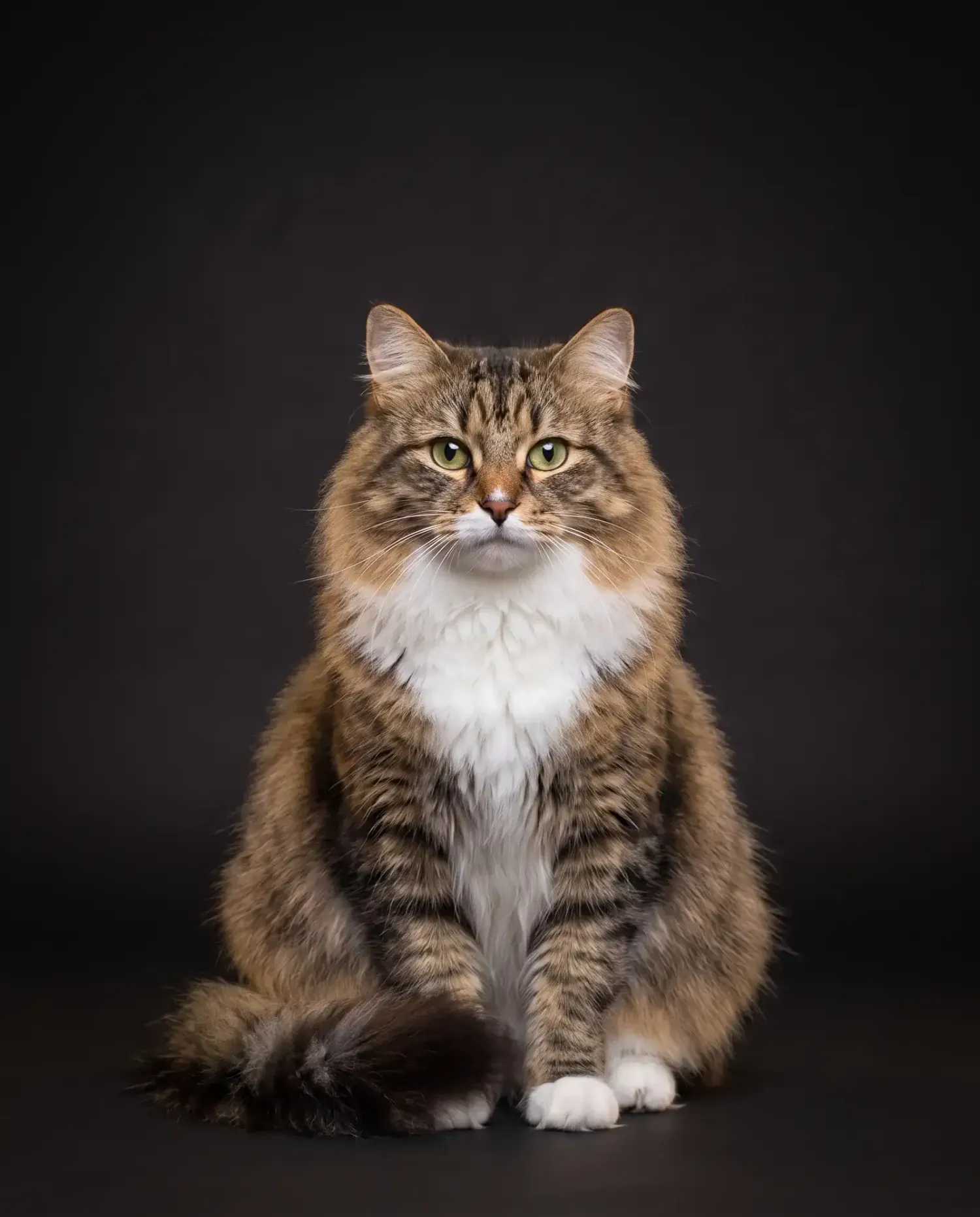 Ragamuffin in Dubai, studio portrait of a calm brown tabby and white adult with green eyes, sitting