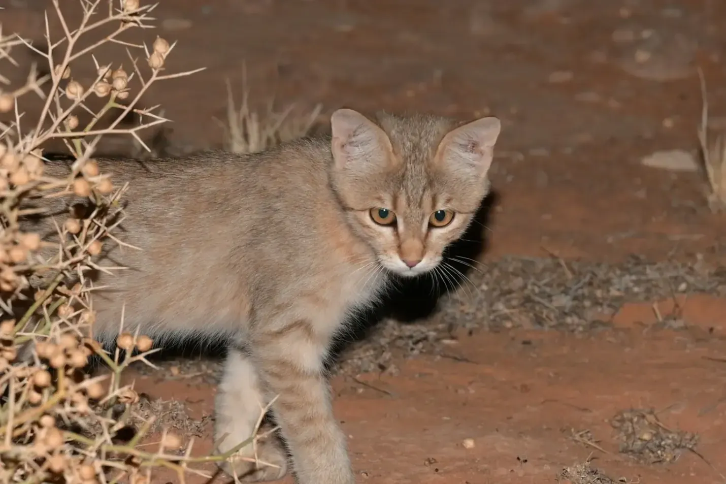 Ragamuffin history, an African wildcat, the ancestor of every house cat, beside a desert shrub, Saudi Arabia, 2024