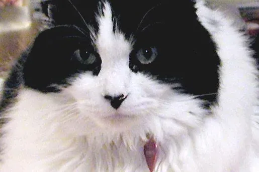 Ragamuffin history, a black and white Ragamuffin lying on a striped cushion, Israel, 2005