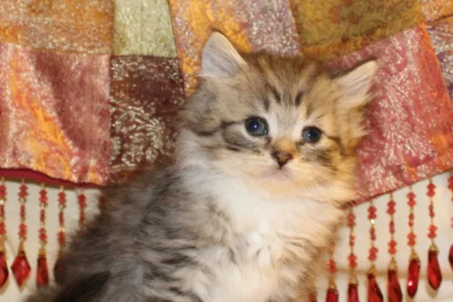 Ragamuffin history, a brown tabby and white RagaMuffin kitten sitting in front of a beaded throw, 2016
