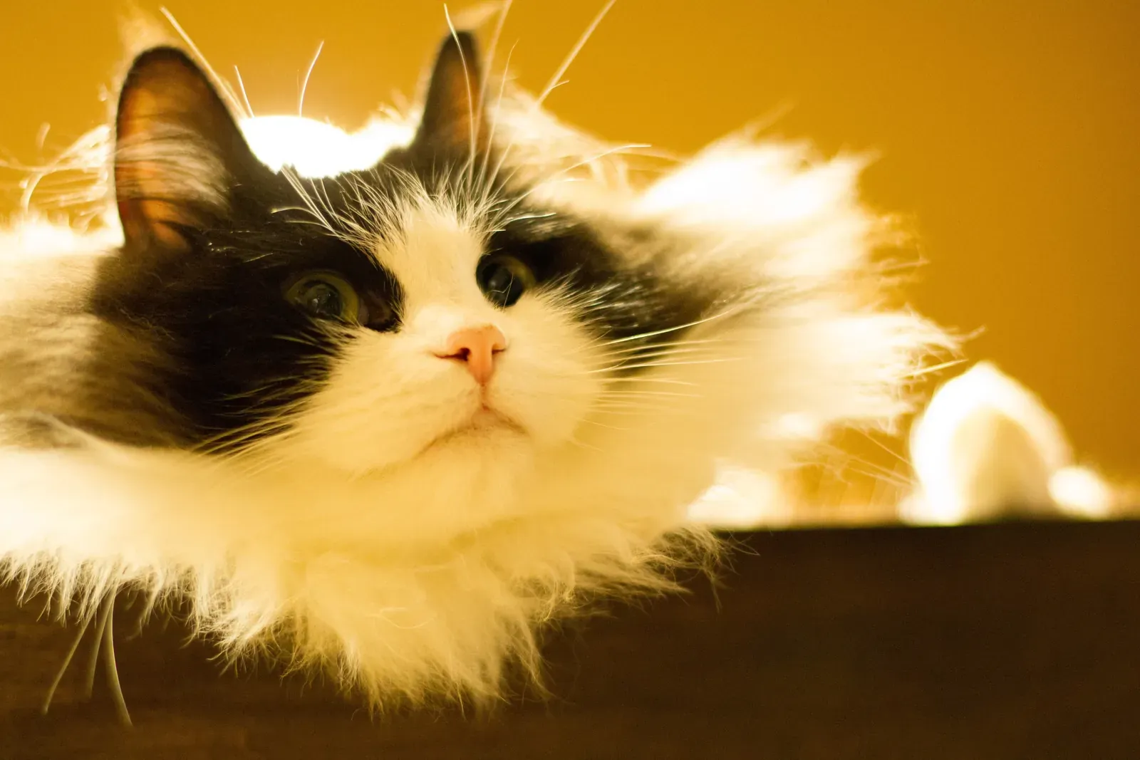 Ragamuffin history, Ramu, a black and white Ragamuffin at a cat café, Tokyo, 2012
