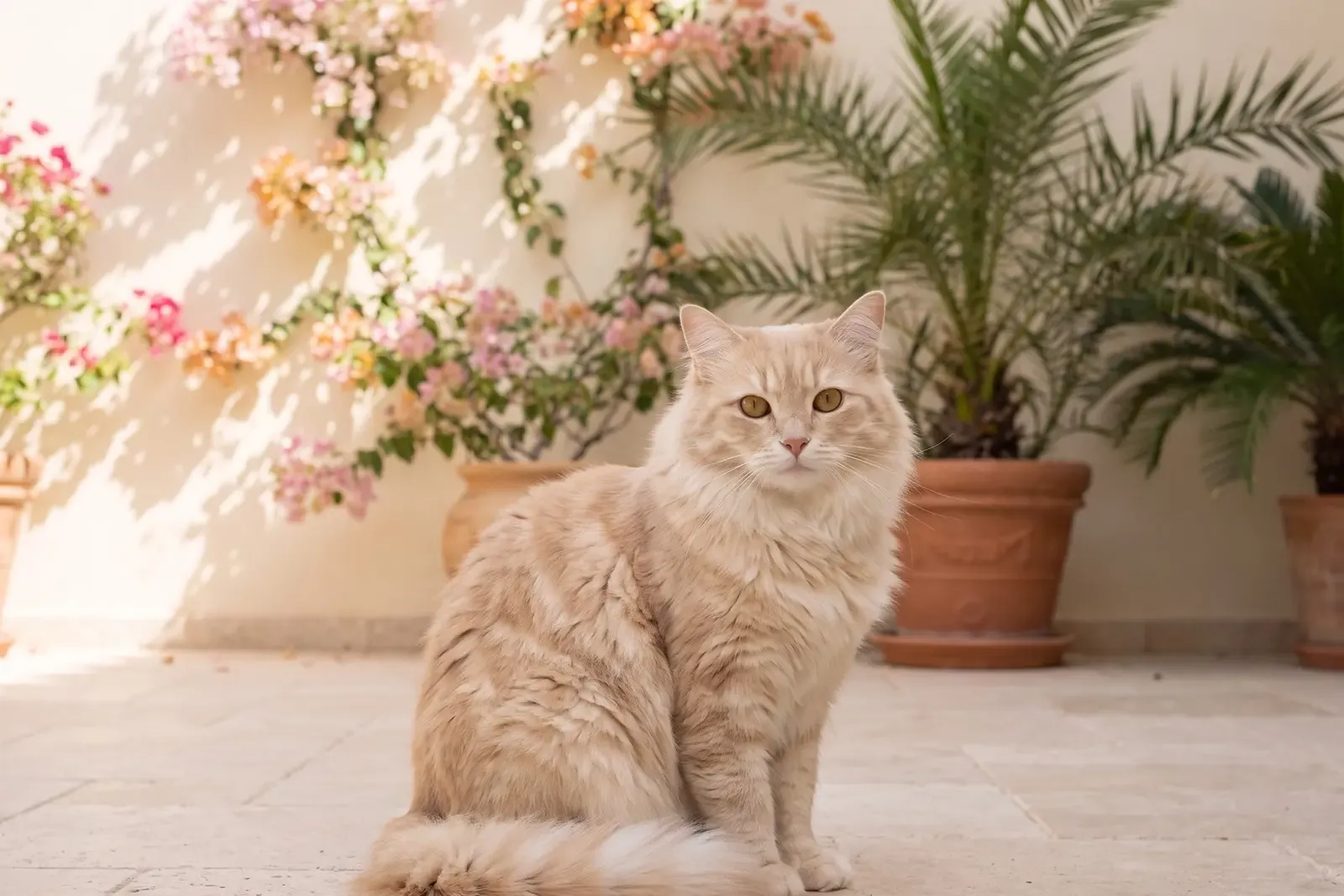 Ragamuffin history, the breed today, a cream tabby adult on a shaded villa terrace, Dubai, 2026