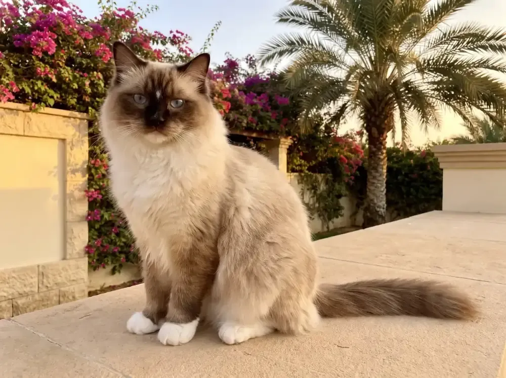 Ragdoll in Dubai, a chocolate mitted adult sitting on a stone terrace, bougainvillea and a date palm behind