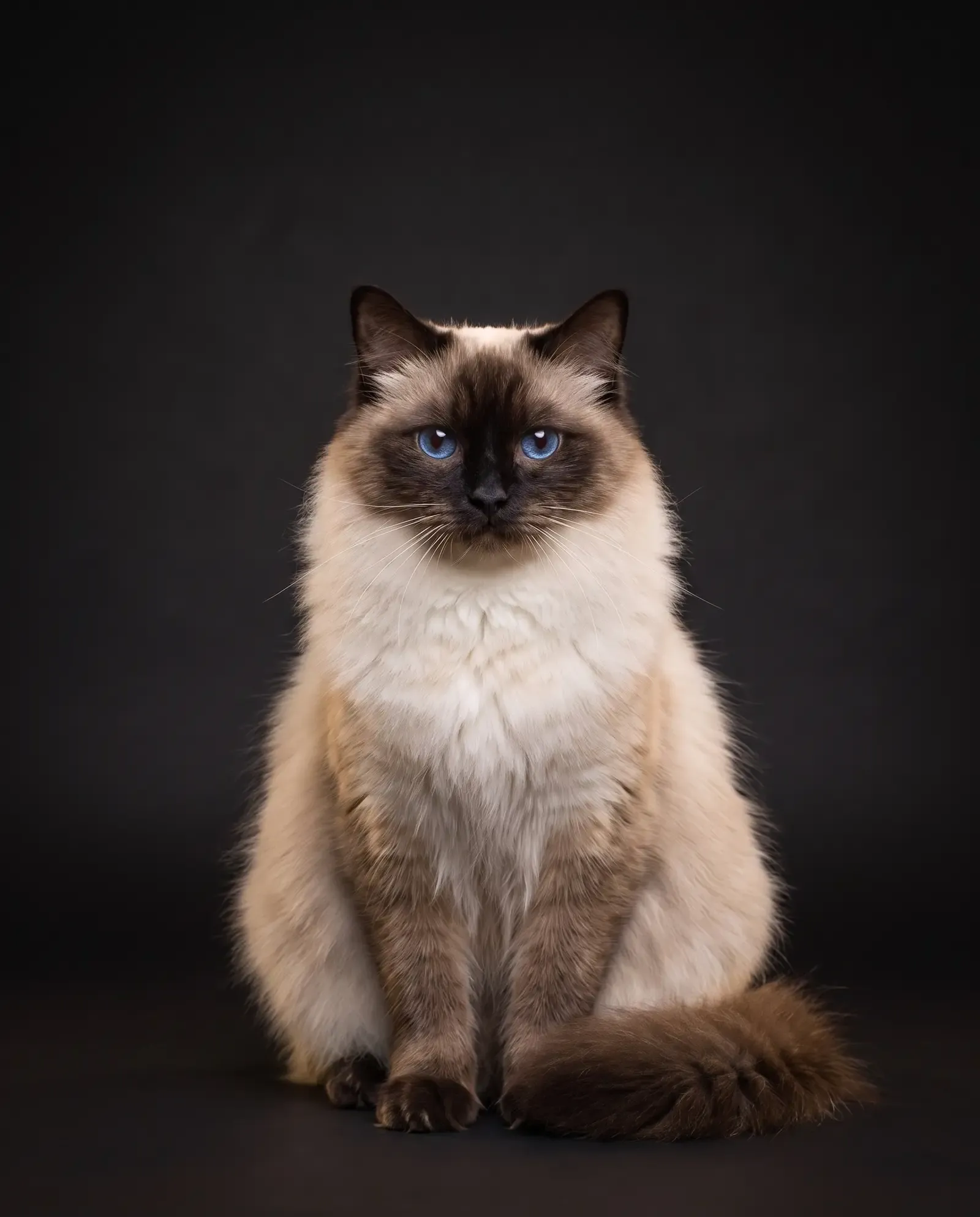 Ragdoll in Dubai, studio portrait of a calm seal point adult with blue eyes, sitting