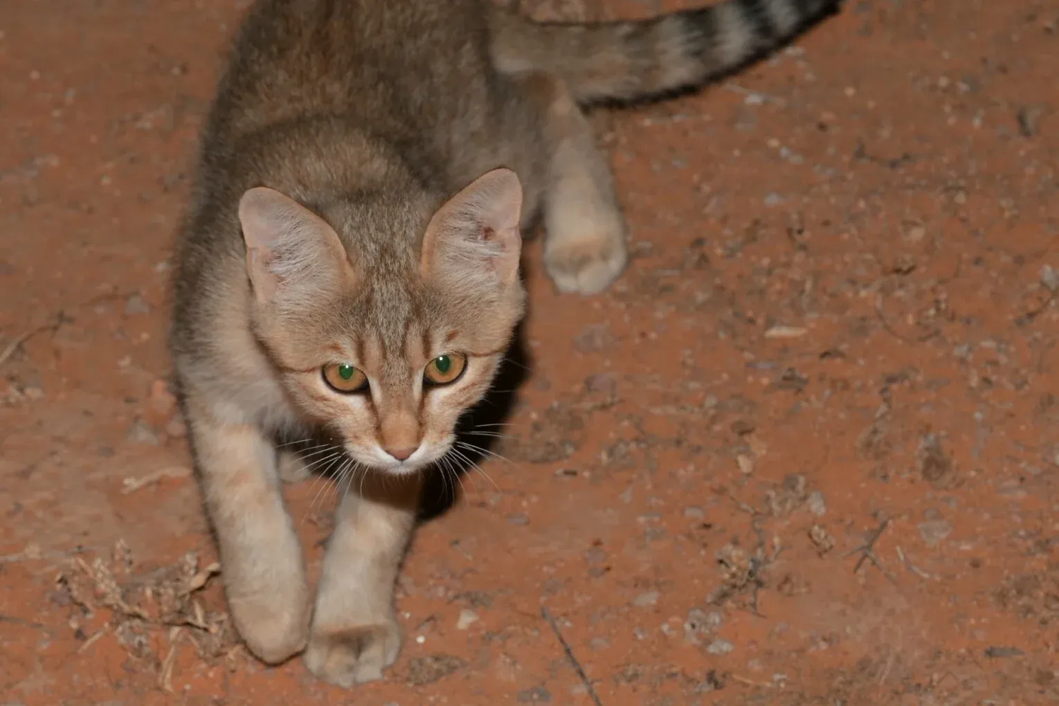 Ragdoll history, an African wildcat, the ancestor of every house cat, walking across red sand at night, Saudi Arabia, 2024